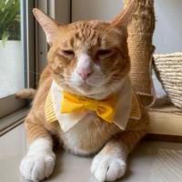 ราคา ปลอกคอสัตว์เลี้ยง ลายทางสีเหลืองเฟี้ยวๆ (22324350008)