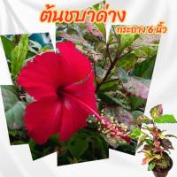 ราคา ต้นชบาด่าง กระถาง 6 นิ้ว(ส่งพร้อมกระถาง) (20292584504)