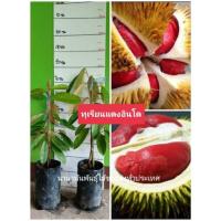 ราคา #ต้นทุเรียนแดงอินโด ทุเรียนเนื้อแดง ต้นเสียบยอด (10649938397)