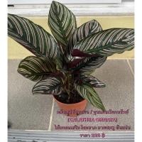 ราคา คล้าเสน่ห์ขุนแผน/ขุนแผนเรียกทรัพย์ (CALATHEA ORNATA) (4495937282)