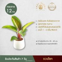 ราคา ฟิโลเดนดรอน/เรดคองโก/ต้นรวยโชค Philodendron/RUAYCHOK/rojo congo ต้นไม้มงคล ต้นไม้ประดับบ้านและสวน - easyplant (6155126479)