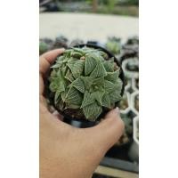 ราคา Haworthia ฮาโวเทียฟอร์มกอ_succulent echeveria haworthia cactus ไม้อวบน้ำ แคคตัส ฮาโวเทีย ไลทอป (29624899174)