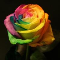 ราคา เมล็ดกุหลาบสีรุ้ง Rainbow Rose (3657695)