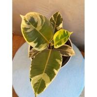 ราคา ต้นยางอินเดียด่างขาว (8654146198)