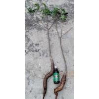 ราคา ต้นเบาบับ มาดากัสการ์ ของแท้ (3832808669)