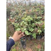 ราคา กุหลาบติดตาพร้อมปลูก. พันธุ์ใหญ่. กุหลาบหนู. จะเลือกคณะ 1ชุดได้10ต้น ราคา260 (4735308693)