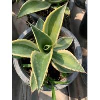 ราคา ไม้ตกแต่งบ้าน ต้นอากาเว่ปากนกแก้ว ” ต้นARGAVE’ ในกระถาง 8.5นิ้ว นี้มีต้นกำเนิดจากประเทศแม็กซโก เค้ามีนิสัยทน และ ชอบแดด (24270684769)