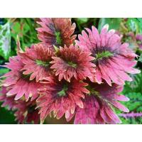 ราคา ต้นฤาษีผสม กิ่งตัดสด (3693688181)