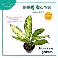 ราคา เศรษฐีเรือนแก้ว กระถาง 8 นิ้ว ไม้มงคล ไม้ฟอกอากาศ (41168883733)