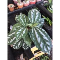 ราคา ต้นเศรษฐีนำโชคต้นไม้มงคล (14704010910)