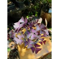 ราคา ต้นผีเสื้อราตรีสีม่วง - Oxalis triangularis (8457963064)