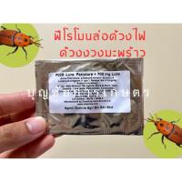 ราคา ฟีโรโมนล่อด้วงไฟ ด้วงสาคู ด้วงงวงมะพร้าว (29487985753)