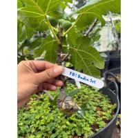 ราคา กิ่งตอน มะเดื่อฝรั่ง Calabacita / Golden Figs (29685928530)