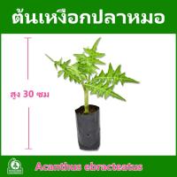 ราคา ต้นเหงือกปลาหมอ สมุนไพรเหงือกปลาหมอ แพ็คละ 4 ต้น (20948607387)