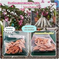 ราคา เมล็ดชวนชมยักษ์หินซ้อนดอกดก(KHZ-DD)ขาย 1 ชุด 30 เมล็ด (23403618097)