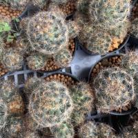 ราคา [ถูกสุด] Cactus แมมเม็ดพริก ไม้เมล็ด กระบองเพชร แคคตัส (6658794458)