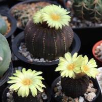 ราคา เฟเรีย คัสตาเนียไนเทนส์ frailea castanea nitens กระถาง 2 นิ้ว (20351288473)