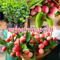 ราคา มะม่วงหาวมะนาวโห่เชต3ต้น (รับประกันสินค้าชำรุดเสียหาย) (16038320222)