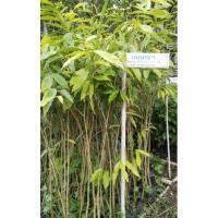 ราคา ต้นกฤษณา,กฤษณาไม้หอม (14401411042)