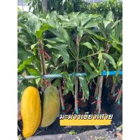 ราคา ต้นมะม่วงเขียวเสวย (กิ่งทาบ) (25190040908)