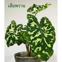 ราคา เสือพราน/ไกรทองประเสริฐ/ปลาบู่ทอง/นกหัสดายุ/ผีเสื้อสมุทร/ธิดาแม่กลอง/ปรายพระยา/หนุมานจองถนน/ไก่อัมรินทร์ (22320299521)