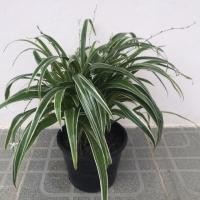 ราคา ว่านเศรษฐีเรือนนอก Spider Plant (ต้นแมงมุม) (18651661492)