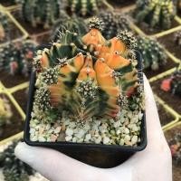 ราคา กระบองเพชร ยิมโนด่าง ไม้ชำหน่อ แคคตัส Cactus ยิมโน (10526379517)