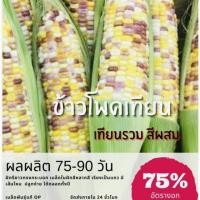 ราคา เมล็ดพันธุ์ ข้าวโพดเทียนรวม ข้าวโพดเทียน (ซื้อ 10แถม 1 คละอย่างได้) (5283698178)
