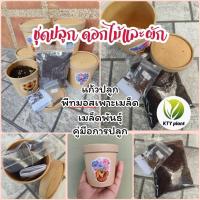 ราคา AAAชุดปลูกดอกไม้​ ชุดปลูกผัก ผักสลัด ผักสวนครัว เดซี่ บาชื่น คอสมอส เบญจมาศ​ สร้อยไก่ แตงกวา​ กวางตุ้ง ผักชี พริก (40204818149)