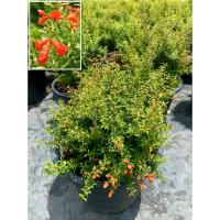 ราคา ต้นทับทิมแคระ ไม้ประดับ ไม้มงคล นิยมปลูกเสริมดวงบารมี ( กระถาง 11 นิ้ว) (40620352109)