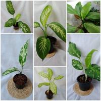 ราคา ต้นสาวน้อยประแป้ง (Dieffenbachia) ต้นว่านนางพญาช้างเผือก ต้นเทพนิมิตร ต้นรูดอล์ฟ ต้นเศรษฐีวิลสัน ต้นพญาเสือโคร่ง ไม้มงคล (14334405493)