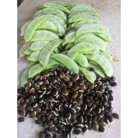 ราคา เมล็ดพันธ์ถั่วแปบ60เม็ด80บาท (17901121774)