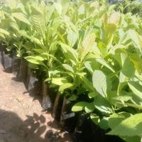 ราคา ต้นกระโดนป่าไซส์เล็กขายเป็นชุด 4 ถุง 100 บาท (42817725240)