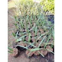 ราคา ต้นอินทผาลัม ต้นเพาะเมล็ดสินค้าใหม่ (4179460957)