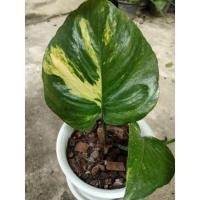 ราคา ไม้ด่างคัดใบชำ#พลูด่างยักษ์#ลายด่างสวยจัด#ด่างราคาถูก (13812162662)