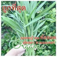 ราคา แพคสุดคุ้ม 1.5 kg.หญ้าขนยอดอ่อน/ก้านสั้น หญ้ากระต่ายหญ้าหนูแกสบี้ สัตว์ฟันแทะ หญ้าแกสบี้ (5042026823)