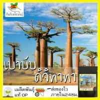 ราคา เมล็ดพันธุ์ ต้นไม้ยักษ์ เบาบับดิจิทาทา 5 เมล็ด Adansonia digitata เมล็ดพันธุ์แท้ นำเข้าจากต่างประเทศ ปลูกต้นไม้รักษ์โลก (6445154483)