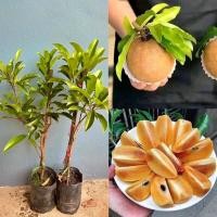 ราคา ต้นละมุดสาลี่ยักษ์อินเดีย(กิ่งเสียบยอด) 8-12 เดือนติดผล ขนาดต้น 60-70 ซม. (25314987508)