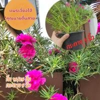 ราคา แพรเซี่ยงไฮ้ / ดอกคุณนายตื่นสาย **กิ่ง ยาว 15-20 เซนติเมตร กระถาง 5 นิ้ว (43614562261)