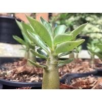 ราคา ชวนชมยักษ์ซาอุ (ส่งทั้งกระถาง) (12505175427)