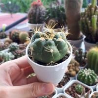 ราคา Gymnocalycium Chiquitanum ยิมโนคาไลเซียม ชิควิทานัม (1301799161)