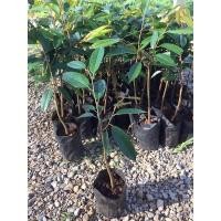 ราคา ต้นทุเรียนหนามดำโอวฉี่ รุ่นเล็ก65 (21820098758)