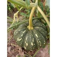 ราคา เมล็ดฟักทอง-ลายข้าวตอก-พันธุ์พื้นเมือง-เนื้อเหนียว ฟักทองเนื้อมัน 30 เมล็ด (15971145382)