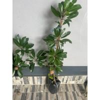 ราคา ต้นละมุดกระสวยมาเลย์(กิ่งทาบ)*ติดลูกทุกต้น* (40506464681)