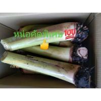 ราคา หน่อกล้วยน้ำว้ามะลิอ่องขุดสดประมาณ1ฟุต(1หน่อ)45บาท (9575223348)