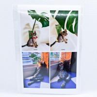 ราคา ภาพถ่ายแมว 4 ช็อต ขนาด 4 x 6 นิ้ว แมวลายสลิด น่ารัก [CHALIDA] (19641543778)