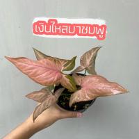 ราคา พร้อมส่งเงินไหลมาชมพู [ต้นเล็ก] Syngonium Pink รากแน่น ต้นแข็งแรง (15201574191)