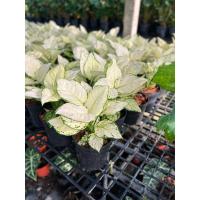ราคา Aglaonema Super White "อโกลนีมาซุปเปอร์ไวท์ " (21395915455)
