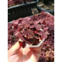 ราคา อ็อกซาลิส oxalis burgundy yellow ขนาด A (19801463904)