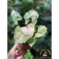 ราคา คริสต์มาส Syngonium ไม้มงคล ฟอกอากาศ ต้นเงินไหลมา ทองไหลมา ออมเงิน ออมทอง (13639020979)